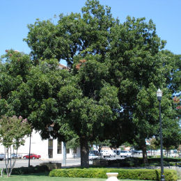 carya illinoinensis